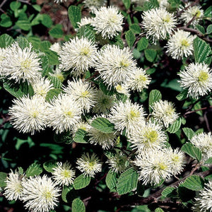 Fothergilla / witch alder