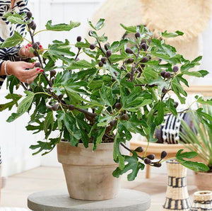 Ficus 'Little Miss Figgy' / dwarf Fig tree 3 gallon size