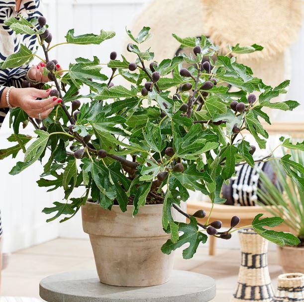 Ficus 'Little Miss Figgy' / dwarf Fig tree 3 gallon size
