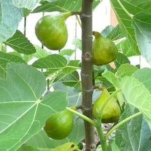 Ficus 'Italian Honey' / Fig tree 3 gallon size