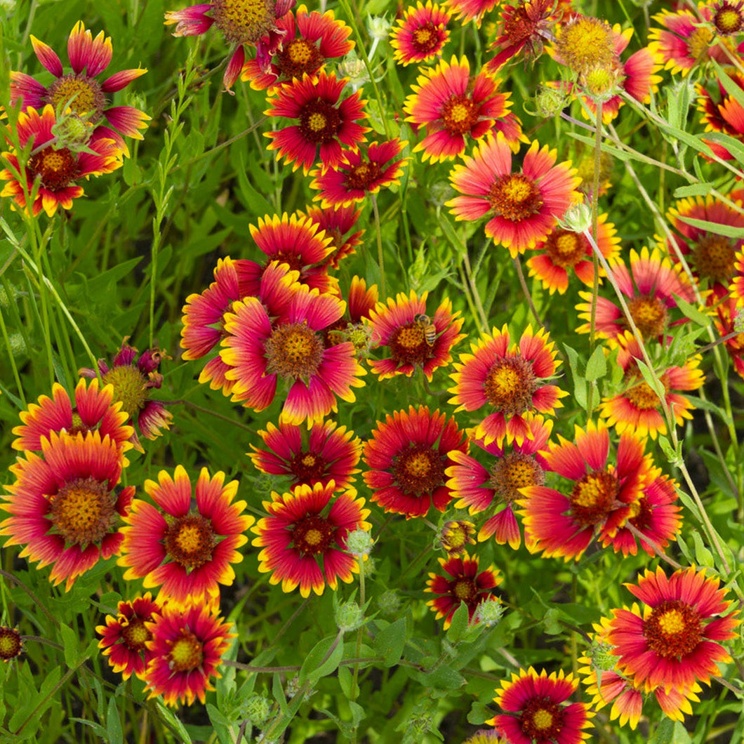 Gaillardia pulchella / blanketflower