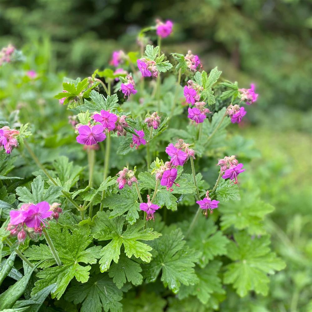 Geranium Bevans Variety / bigroot geranium