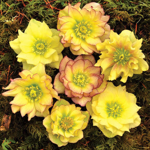 Helleborus 'Golden Lotus' / Lenten Rose