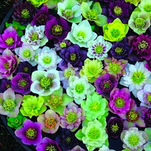 Load image into Gallery viewer, Helleborus 'Southern Belle Strain' / double-blooming Lenten Rose (quart)
