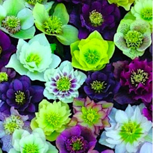 Load image into Gallery viewer, Helleborus 'Southern Belle Strain' / double-blooming Lenten Rose (quart)
