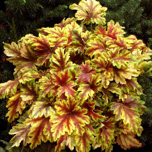 Heucherella  'Gold Zebra' / foamy bells