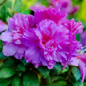 Azalea 'Encore Autumn Majesty' 3 gallon size