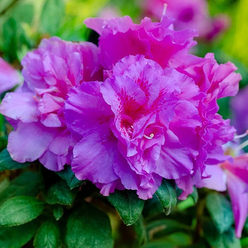 Azalea 'Encore Autumn Majesty' 3 gallon size