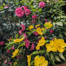 Load image into Gallery viewer, Camellia 'Jacks' 3 gallon size

