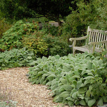 Load image into Gallery viewer, Stachys 'Helen von Stein' / big lamb's ear (quart)
