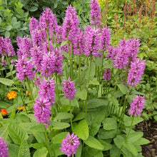 Load image into Gallery viewer, Stachys 'Hummelo' / betony (quart)
