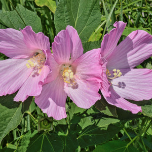 Hibiscus moscheutos / swamp rose mallow