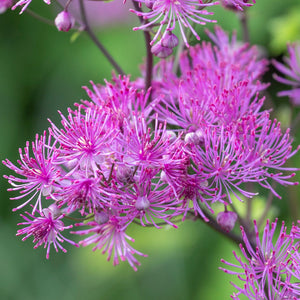 Thalictrum 'Black Stockings' / meadow rue