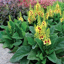 Load image into Gallery viewer, Verbascum &#39;Dark-Eyes&#39; / small mullein
