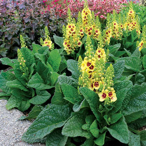 Verbascum 'Dark-Eyes' / small mullein