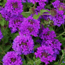 Load image into Gallery viewer, Verbena &#39;Homestead Purple&#39;
