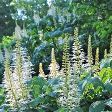 Load image into Gallery viewer, .Tree/shrub: Aesculus parviflora / bottle brush buckeye 3 gallon

