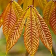Load image into Gallery viewer, .Tree/shrub: Aesculus parviflora / bottle brush buckeye 3 gallon

