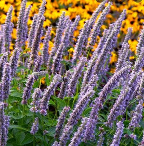 Agastache 'Blue Fortune' / Hyssop