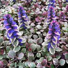 Load image into Gallery viewer, Ajuga 'Burgundy Glow' / variegated Bugleweed (quart)
