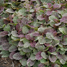Load image into Gallery viewer, Ajuga 'Burgundy Glow' / variegated Bugleweed (quart)

