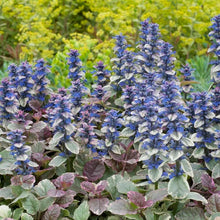 Load image into Gallery viewer, Ajuga 'Burgundy Glow' / variegated Bugleweed (quart)
