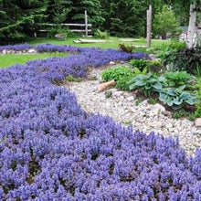 Load image into Gallery viewer, Ajuga 'Chocolate Chip' / Bugleweed (quart)
