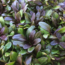 Load image into Gallery viewer, Ajuga 'Chocolate Chip' / Bugleweed (quart)
