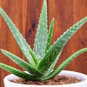 Aloe vera