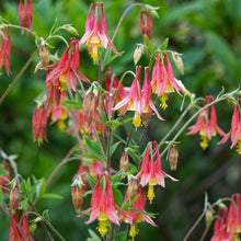 Load image into Gallery viewer, Aquilegia canadensis / native columbine (quart)
