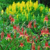 Load image into Gallery viewer, Aquilegia canadensis / native columbine (quart)
