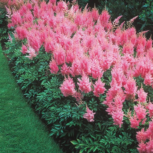 Astilbe 'Rhineland'