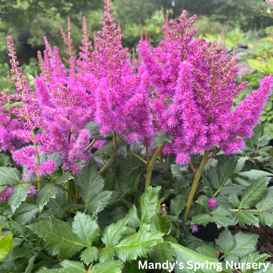 Astilbe 'Visions'