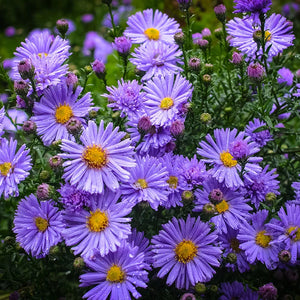 Aster 'Woods Blue' / Blue wood aster