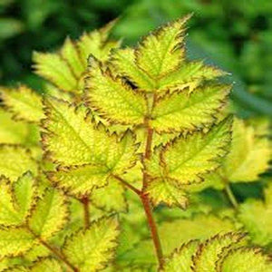 Astilbe 'Color Flash Lime'