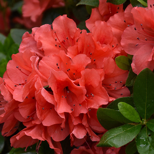 Azalea 'Encore Autumn Sunset' 3 gallon size