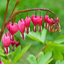 Load image into Gallery viewer, Dicentra spectablis / bleeding heart
