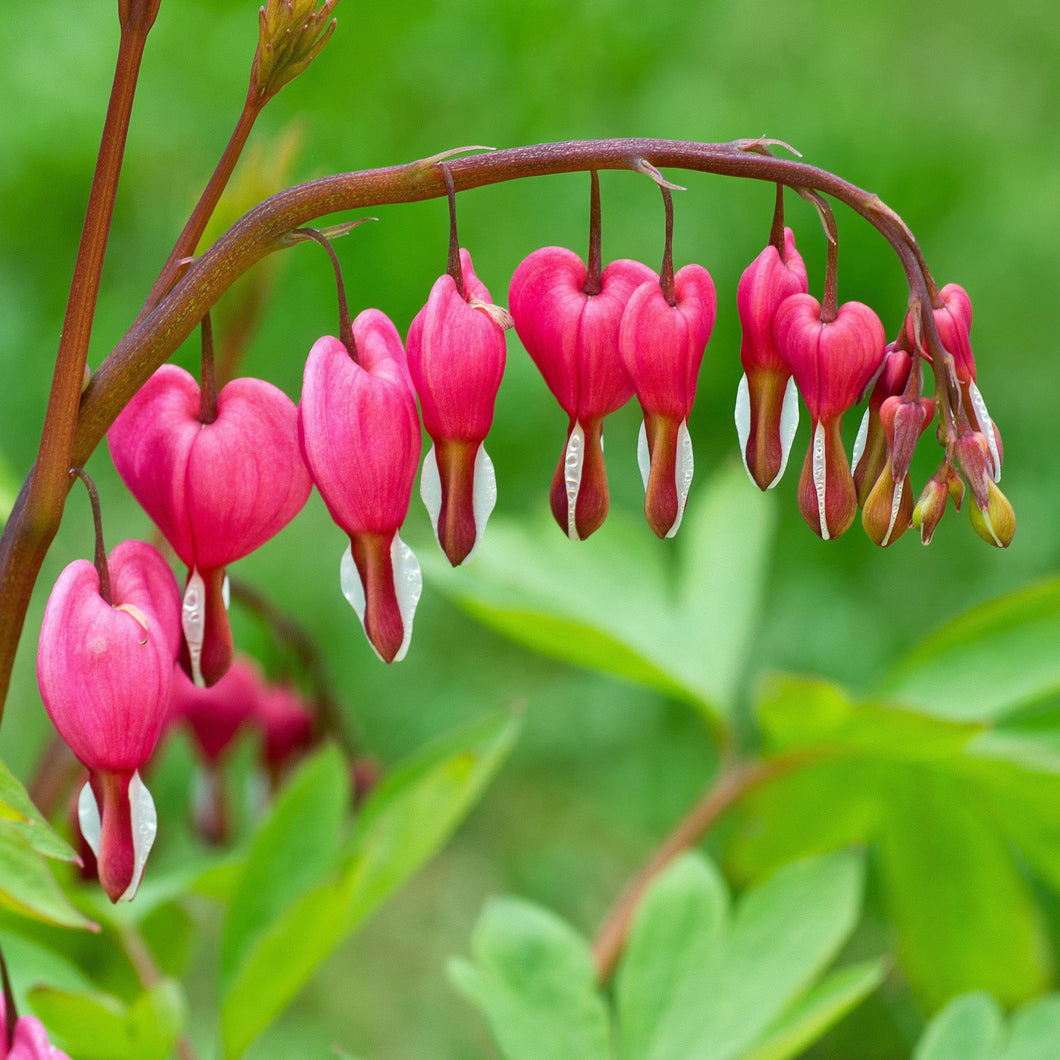 Dicentra spectablis / bleeding heart