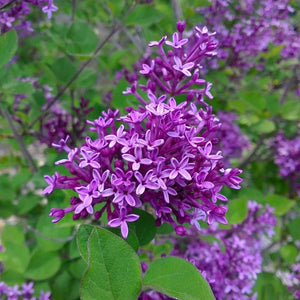 Syringa 'Bloomerang dark purple'