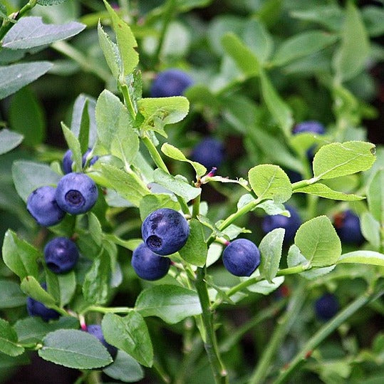 Vaccinium / Blueberry 3 gallon size