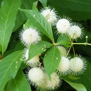 Cephalanthus / buttonbush 1 gallon