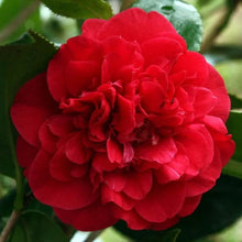Load image into Gallery viewer, Camellia 'Fire Falls' 3 gallon size
