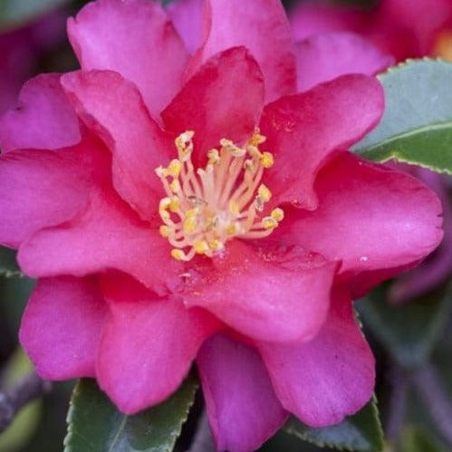 Camellia 'Hiryu' 1 gallon size