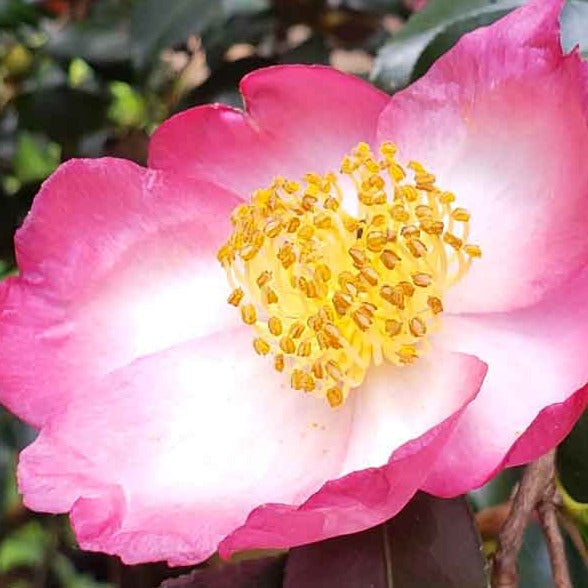 Camellia 'Autumn Sunrise' 1 gallon size