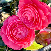Load image into Gallery viewer, Camellia 'Jacks' 3 gallon size
