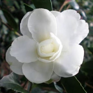 Camellia 'Chisato-No-Aki' 1 gallon size