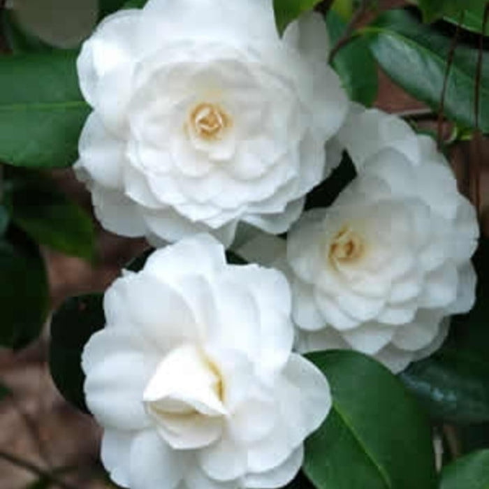 Camellia 'White Christmas' 1 gallon size