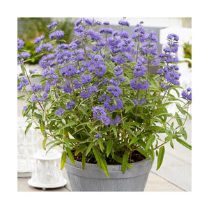 Caryopteris 'Blue Empire' / bluebeard