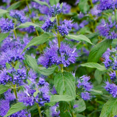 Caryopteris 'Blue Empire' / bluebeard