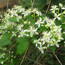 Load image into Gallery viewer, Clematis virginiana / Virgin&#39;s Bower
